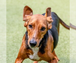 Mutt Dogs for adoption in Hilton Head, SC, USA
