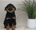Small Photo #6 Rottweiler Puppy For Sale in NAPPANEE, IN, USA