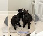 Small Photo #17 Cane Corso Puppy For Sale in LIVERMORE, CA, USA