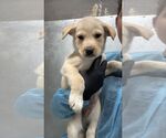 Small Mutt