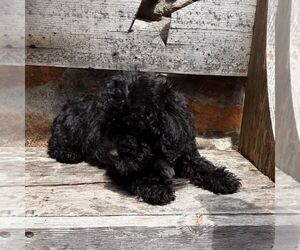 YorkiePoo Puppy for sale in RISING SUN, MD, USA