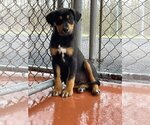 Small #3 Airedale Terrier-Bluetick Coonhound Mix