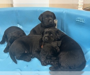 Labrador Retriever Puppy for sale in MIDDLETOWN, CA, USA