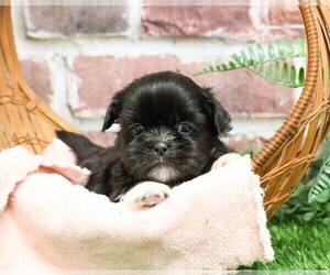 Shih Tzu Puppy for sale in SYRACUSE, IN, USA