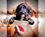 Small #1 Sheepadoodle