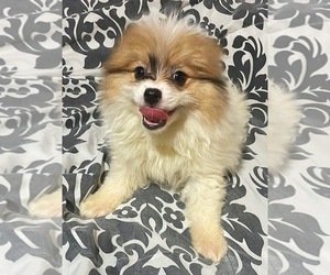 Pomsky Puppy for sale in WEST HEMPSTEAD, NY, USA