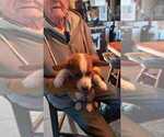 Puppy Crunchy Pembroke Welsh Corgi
