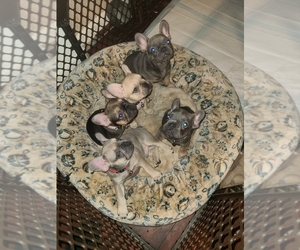 French Bulldog Puppy for sale in BAKERSFIELD, CA, USA