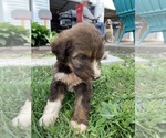 Puppy 1 F2 Aussiedoodle