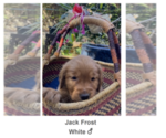 Puppy Jack Frost Golden Irish