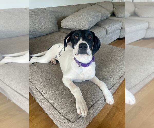 Medium Photo #1  Puppy For Sale in , 