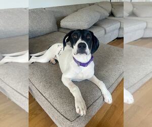 American Pit Bull Terrier-Pointer Mix Dogs for adoption in Clinton , MI, USA