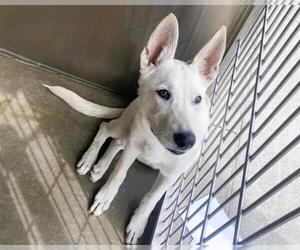 Shepradors Dogs for adoption in Orange, CA, USA