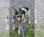 Small #1 Dachshund-Jack Russell Terrier Mix