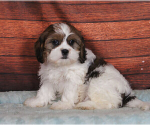 Cava-Tzu Puppy for sale in PENNS CREEK, PA, USA