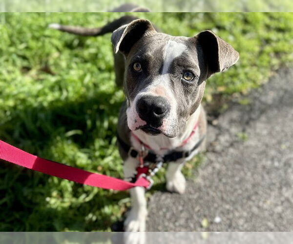 Medium Photo #1 Bullypit Puppy For Sale in Berkeley , CA, USA