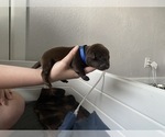 Small Photo #10 Labrador Retriever Puppy For Sale in CLEARWATER, FL, USA