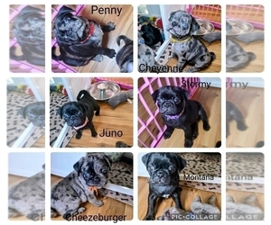Pug Puppy for sale in WINSTON SALEM, NC, USA