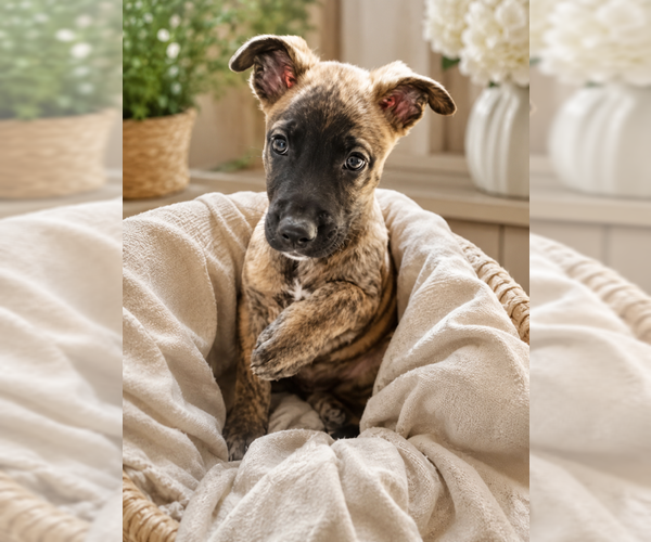 Medium Photo #2 German Shepherd Dog-Unknown Mix Puppy For Sale in Mooresville, NC, USA