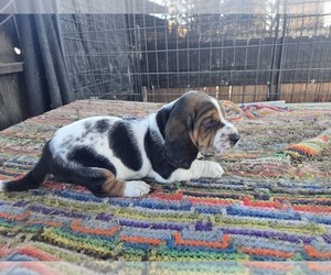 Basset Hound Puppy for sale in TOPPENISH, WA, USA