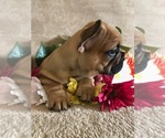 Small Photo #4 French Bulldog Puppy For Sale in FRUITVALE, CO, USA