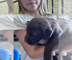 Labrador Retriever Puppy for Sale in PIERSON, Florida USA