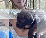 Small Labrador Retriever
