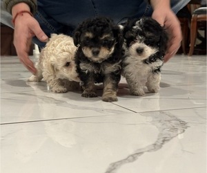Poodle (Miniature) Puppy for sale in TOPPENISH, WA, USA