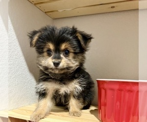 Morkie Puppy for sale in CASSVILLE, MO, USA