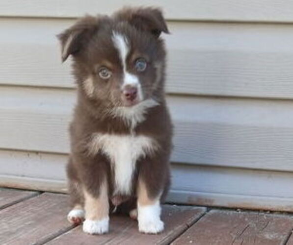 Medium Photo #1 Miniature Australian Shepherd Puppy For Sale in MILTON, WI, USA