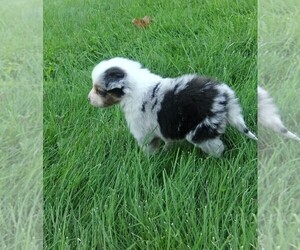Miniature Australian Shepherd Puppy for sale in MILLERSBURG, OH, USA