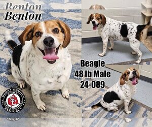 Beagle Dogs for adoption in Georgetown, KY, USA