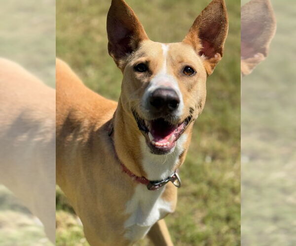 Medium Photo #2 Mutt Puppy For Sale in Great Bend, KS, USA