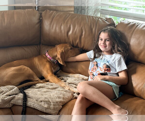 Medium Photo #8 Mutt Puppy For Sale in Rockaway, NJ, USA