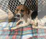 Small #2 Beagle Mix