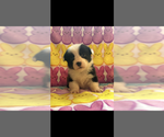 Small #1 Pembroke Welsh Corgi