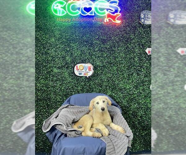 Medium Photo #2 Labrador Retriever-Unknown Mix Puppy For Sale in Corpus Christi, TX, USA
