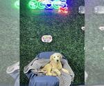 Small #1 Labrador Retriever Mix