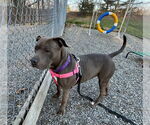 Small #10 American Staffordshire Terrier