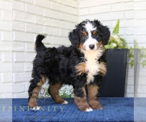 Bernedoodle (Miniature) Puppy for Sale in NARVON, Pennsylvania USA