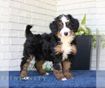 Small Bernedoodle (Miniature)