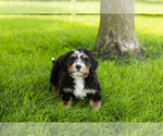 Small #21 Bernedoodle (Miniature)