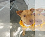 Small #10 American Staffordshire Terrier Mix