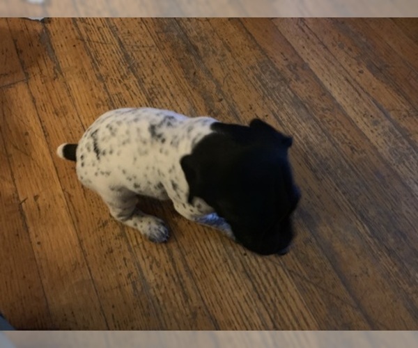 Medium Photo #1 German Shorthaired Pointer Puppy For Sale in GRAND TERRACE, CA, USA