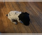 Small Photo #1 German Shorthaired Pointer Puppy For Sale in GRAND TERRACE, CA, USA