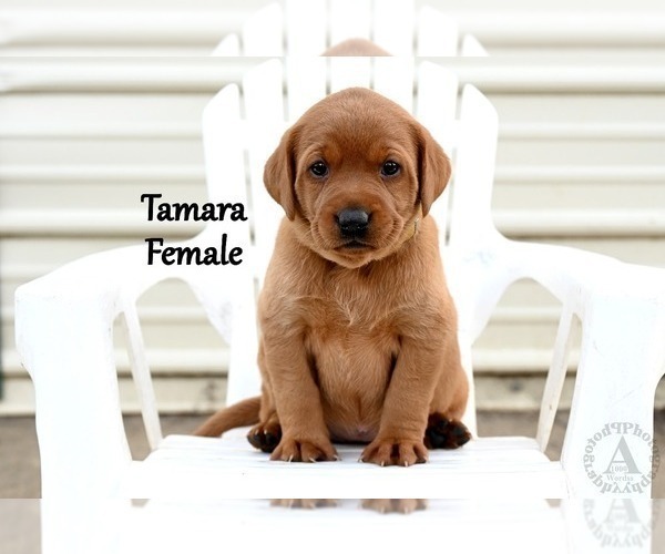 Medium Photo #3 Labrador Retriever Puppy For Sale in DAYTON, VA, USA