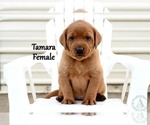 Small #2 Labrador Retriever