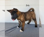 Small Akita