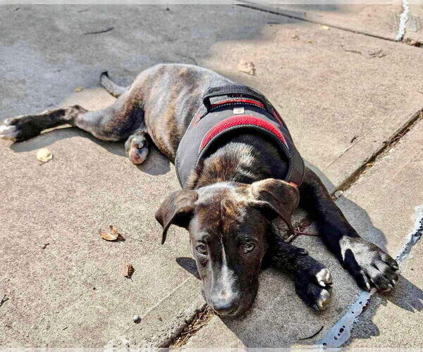 Medium Photo #28 American Staffordshire Terrier-Unknown Mix Puppy For Sale in Germantown, OH, USA