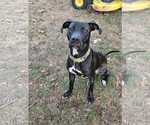 Small #1 American Pit Bull Terrier Mix
